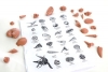Fossil Kit, basic set of 21 fossils